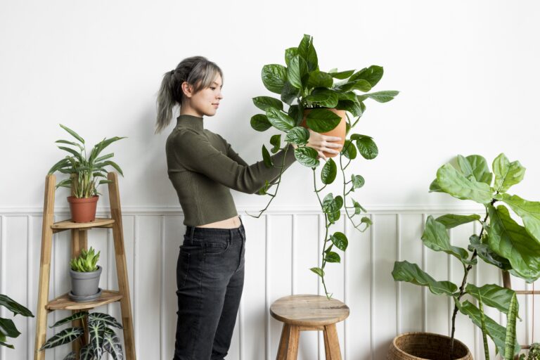 indoor plants